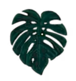 Quirky Plants