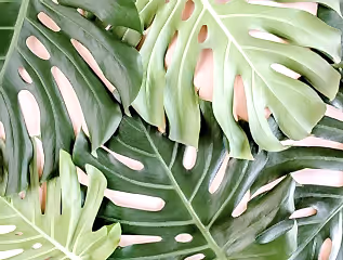 Quirky Plants